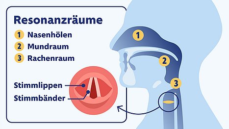 Infografik über die Entstehung der Stimme.