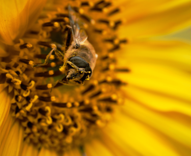 Sonnenblume mit Biene