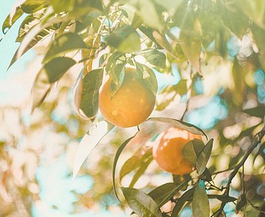 Zitrusfrucht Orangen am Baum